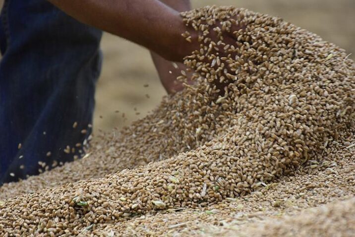 السورية للحبوب تطرح مناقصة لاستيراد ٢٠٠ ألف طن من القمح "الروسي"