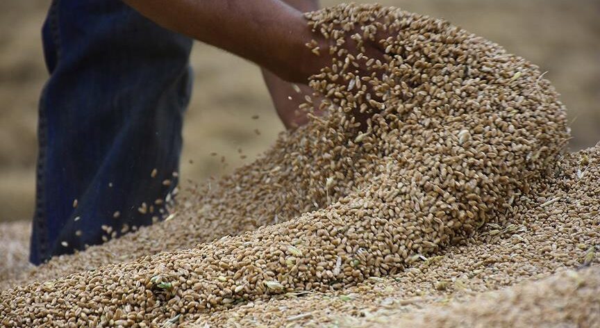 السورية للحبوب تطرح مناقصة لاستيراد ٢٠٠ ألف طن من القمح "الروسي"