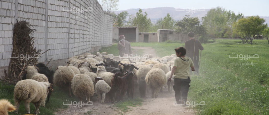 صعوبات تُهدّد الثروة الحيوانية في الغوطة الشرقية